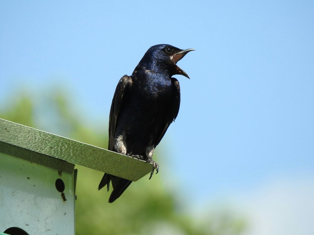 A purple martin bird perched on the edge of a bird house with its mouth open in a call