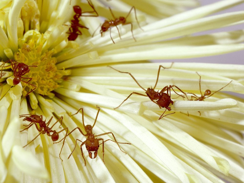 Leafcutter ants can be found across Central and South America. They build gigantic, subterranean nests with complex societies. (Chip Clark, Smithsonian)