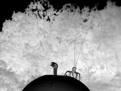 A crab spider spins out fine silk fibers for its aerial dispersal. The image is displayed as a negative to make the silk easier to see.
