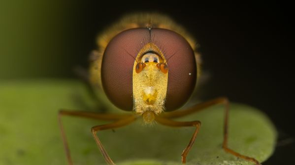 Front Portrait of a hoverfly thumbnail