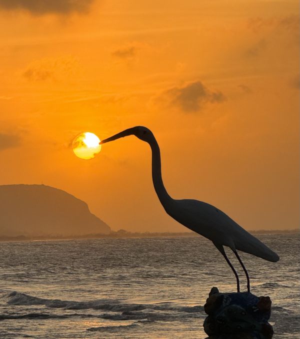 The Great Egret kissing the Sun thumbnail