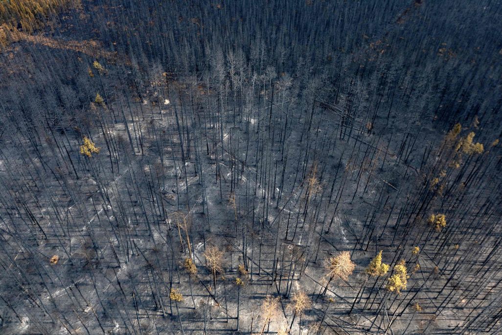 a forest of charred tree trunks from above