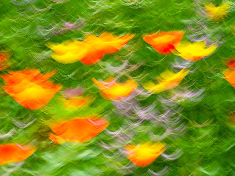 Motion Flower Smithsonian Photo Contest Smithsonian Magazine