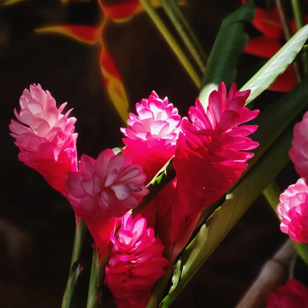 Molokai Flowers thumbnail