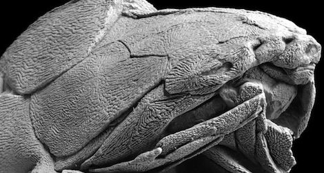 ancient fossil