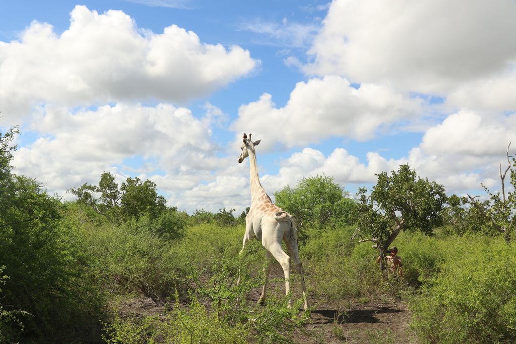 White giraffe photographed from behind in a grassy field 