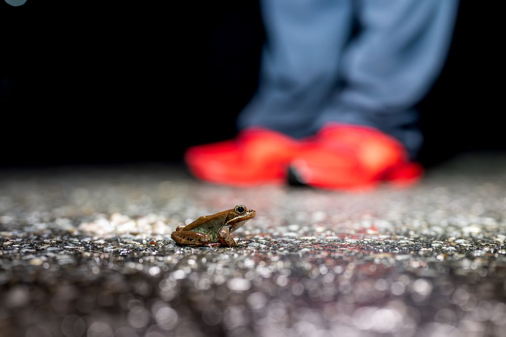 a small brown frog sits on a road with a person's jeans and red sneakers blurred in the background behind it
