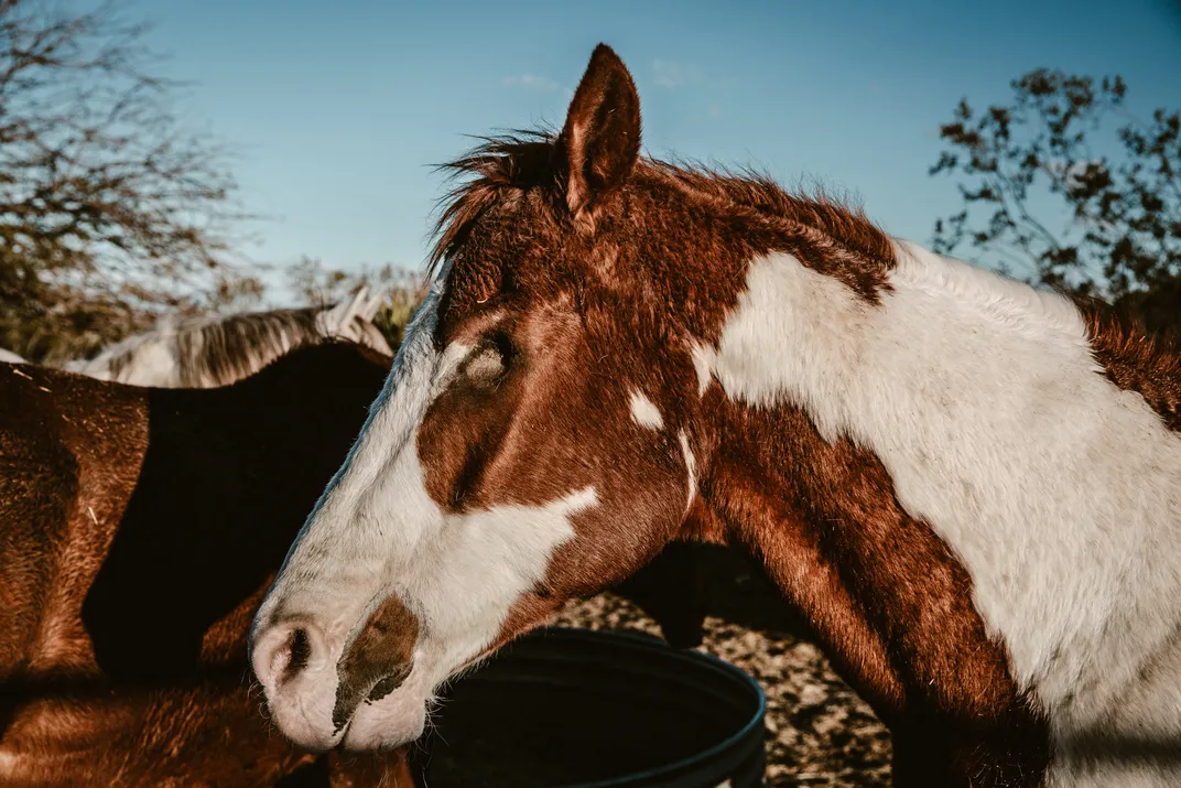 a horse missing an eye