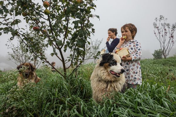 The Yoder family pauses to eat apples while working on their farm in rural Pennsylvania thumbnail