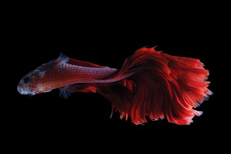 There are good reasons why you won't see a Siamese fighting fish swimming this way in the wild.