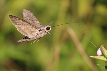 A new analysis of insect abundance surveys finds the decline may not be as dire as previously thought.