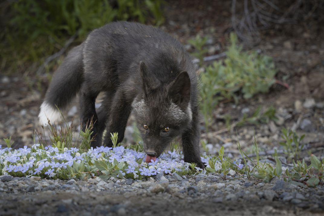 Weaning red foxes are known to get fluids from creeks and ponds, as well as from food sources like fruits. This weaning fox was seen licking dew from vegetation.