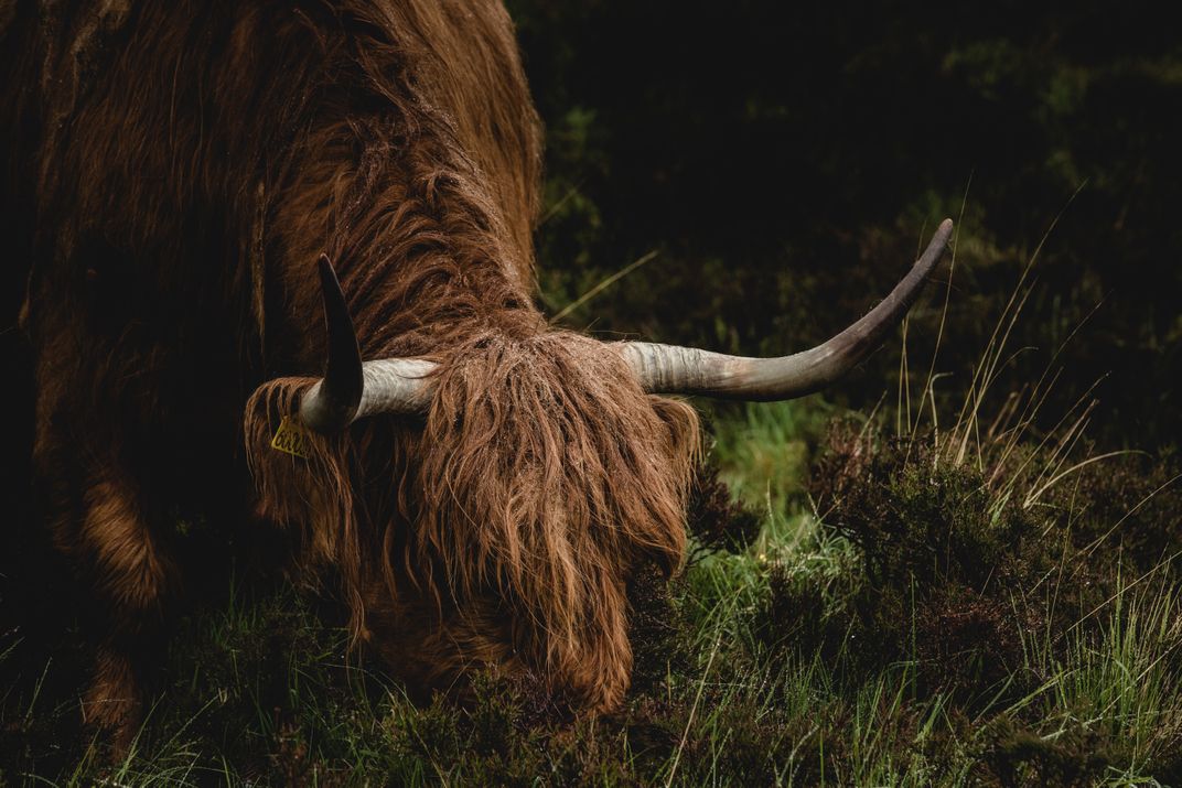 A Grazing Highland Cow | Smithsonian Photo Contest | Smithsonian Magazine