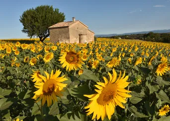 DISCOVER Provence and the Côte d’Azur: France’s Mediterranean Charms description