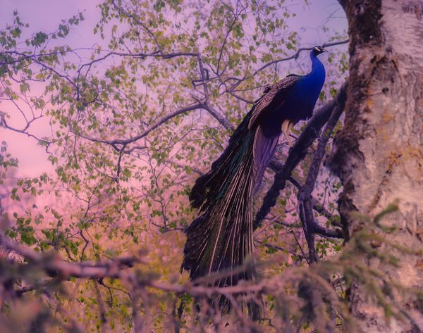 Peacock in the sunset thumbnail