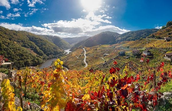Vineyards. Ribeira Sacra. Galicia. Spain thumbnail
