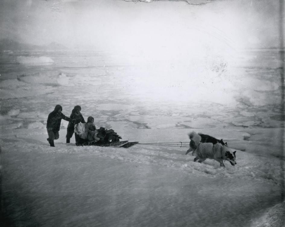 1890s sled dogs