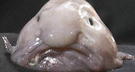 Blob fish  Blobfish, Fish, Clip on sunglasses