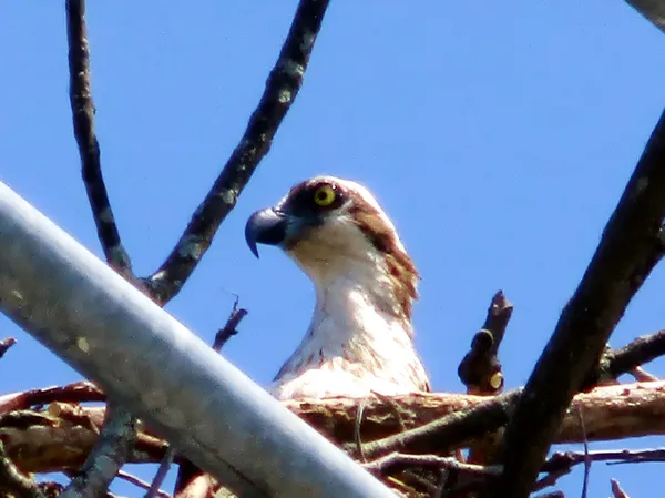 Female osprey in Port Jefferson Marina keeps watchful eye. thumbnail