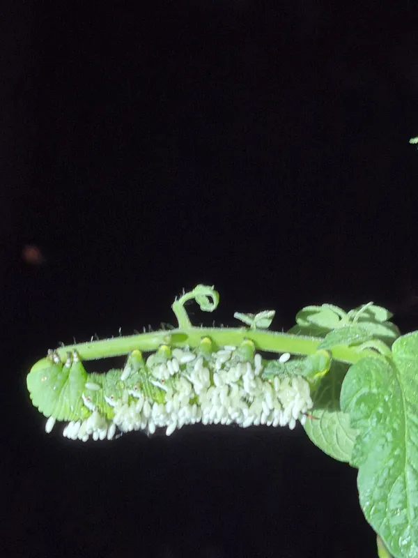 Surragote Mother thumbnail