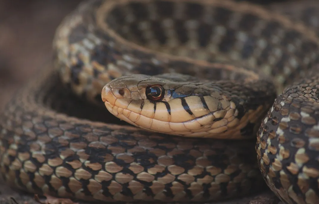 Eastern Garter Snake | Smithsonian Photo Contest | Smithsonian Magazine