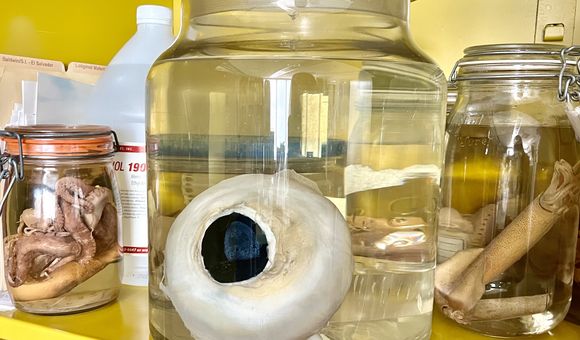 A giant eye sits in a clear, glass container next to a smaller octopus and squid in glass containers on either side of the eye.