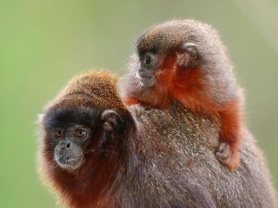 These coppery titi monkeys have a red beards similar to those sported by the newly discovered Milton’s titi monkey. The new species can be further identified by a light gray stripe across their foreheads and a bright orange tail. 
