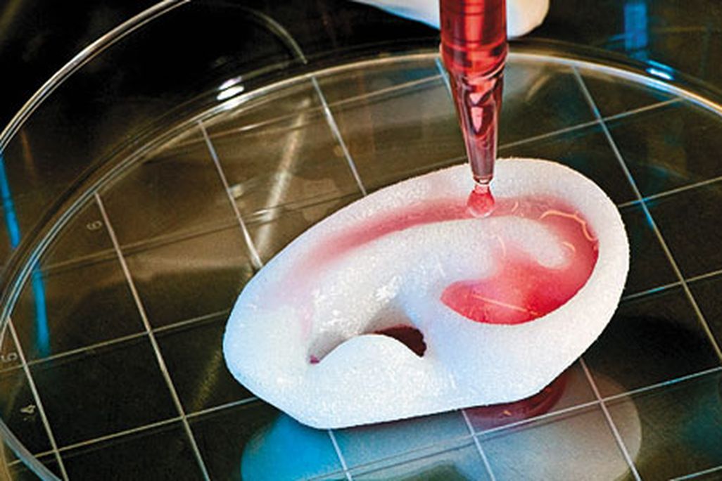 Regeneration ear