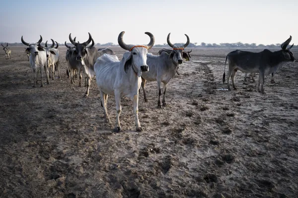 Cattle crossing the Rann of Kutch thumbnail