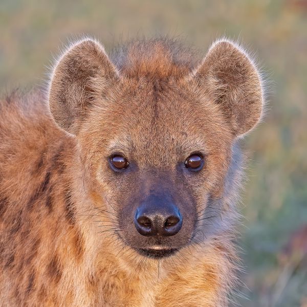 Spotted Hyena Portrait thumbnail