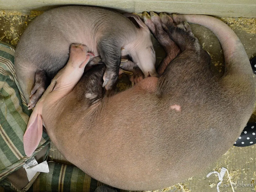What Aardvark Milk Reveals about the Evolution of Lactation | At the  Smithsonian| Smithsonian Magazine