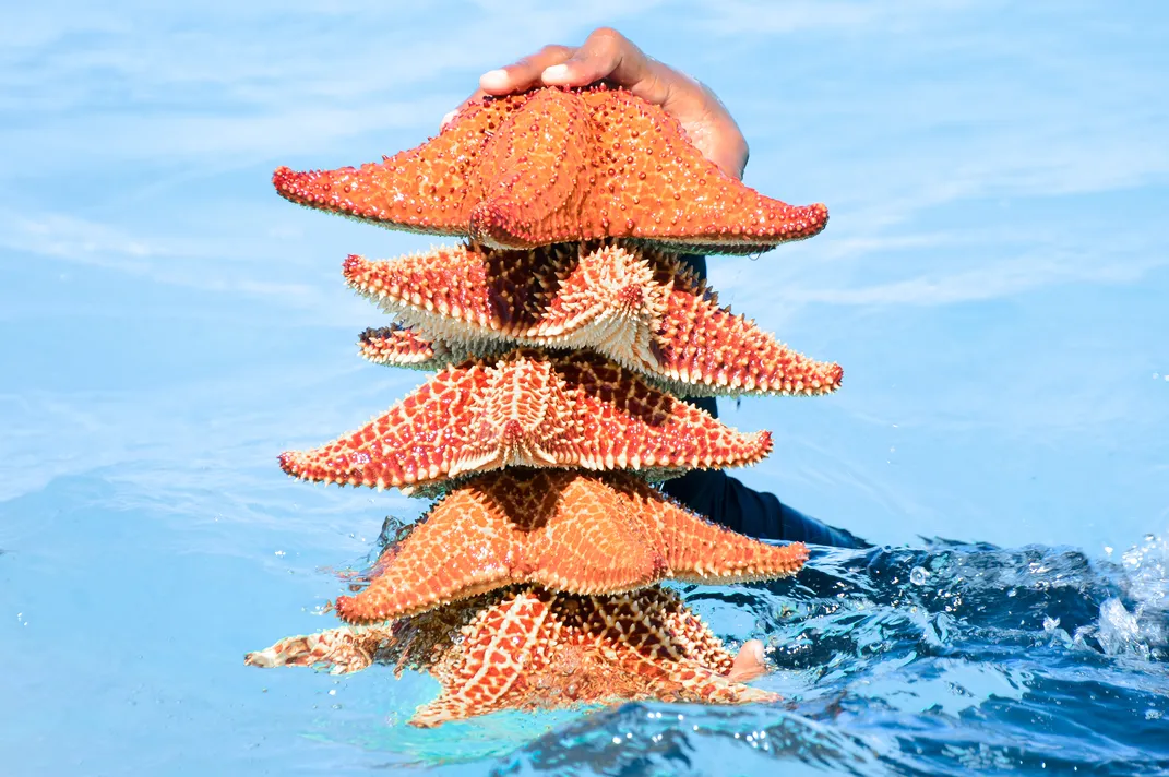 Starfish in the water 