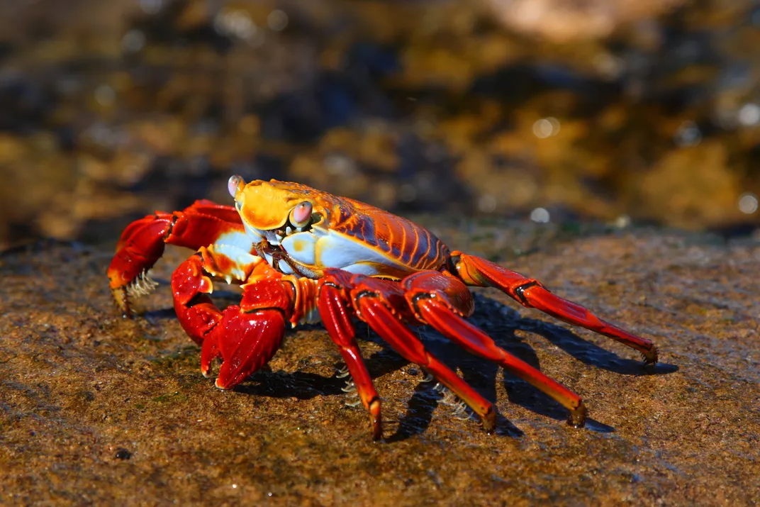 A colorful Sally Lightfoot crab