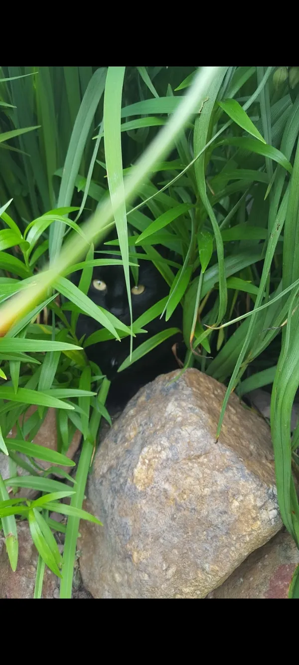 Maine coone hiding in the lily stems thumbnail