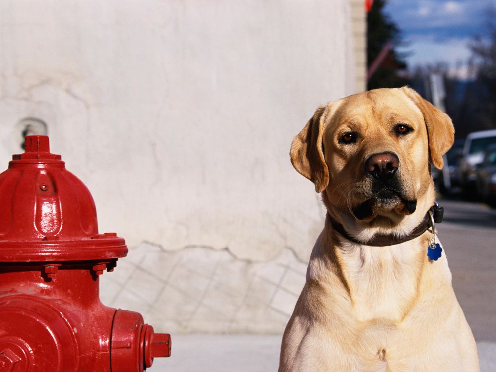 do dogs poop where other dogs poop