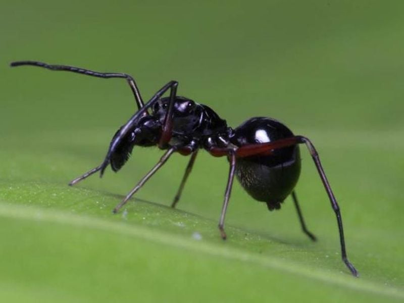 Baby Jumping Spiders See Surprisingly Well