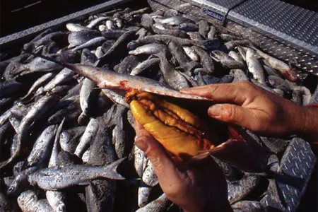 Mullet is a regional specialty along the lines of Kentucky burgoo or Louisiana gator tail.