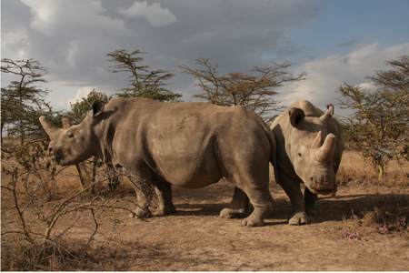 The two surviving northern white rhinos, a mother and daughter, are both infertile