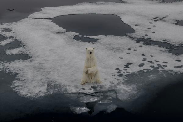 THE MELTING WORLD THE POLAR BEARS thumbnail