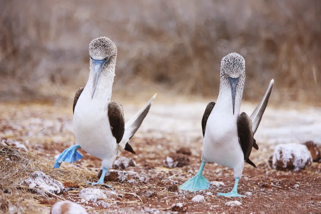 Pair of Blue-footed Boobies