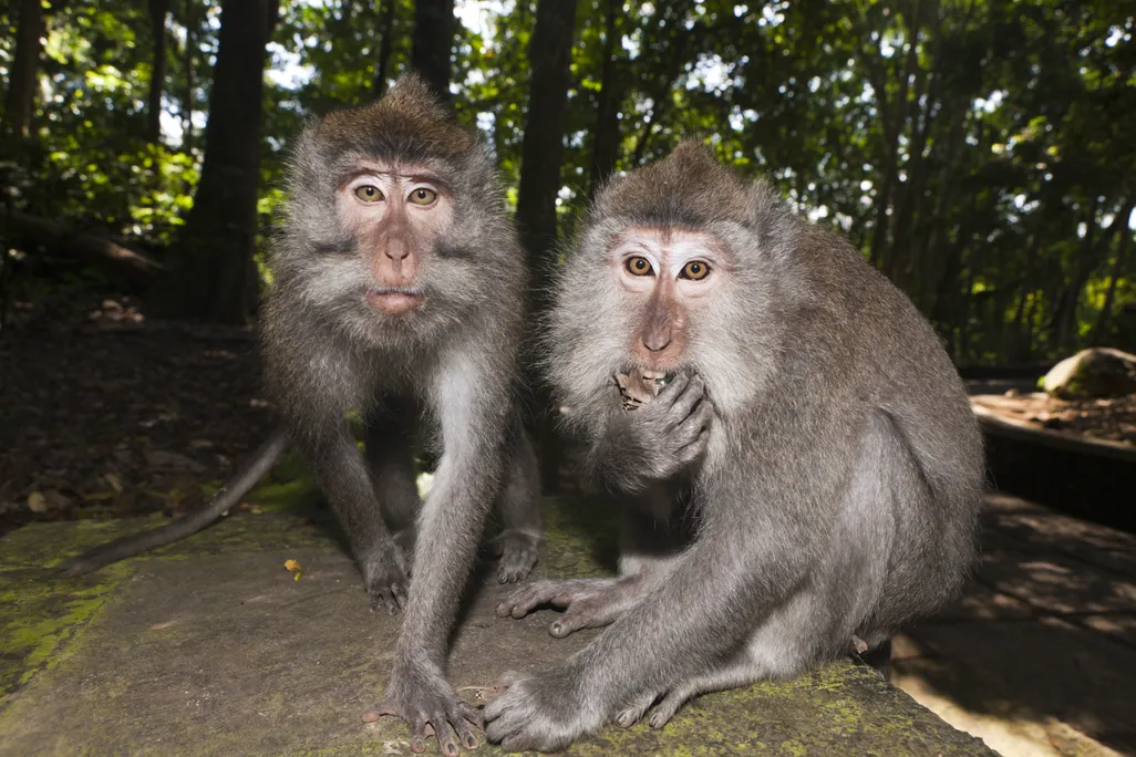 Two long-tailed macaques stare at the camera