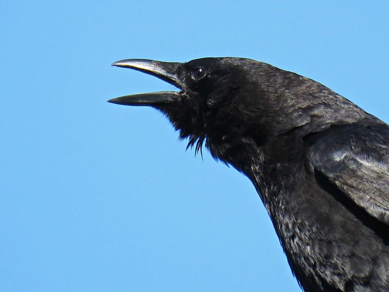 Crows: Everything you need to know about the whole corvid family