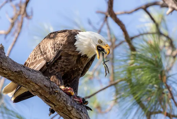 That's some serious roughage: Bald Eagle and American Coot thumbnail