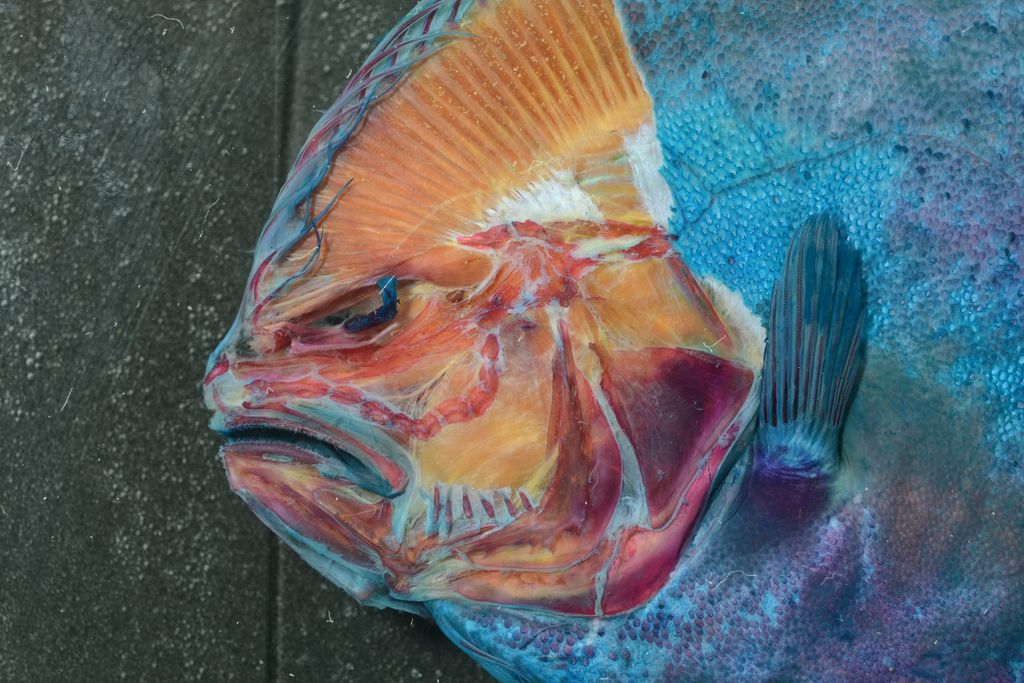 Blind side of the head of a Remo flounder as it was being dissected