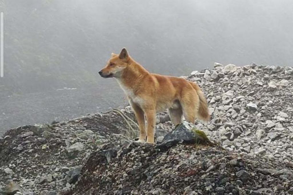 New Guinea singing dog
