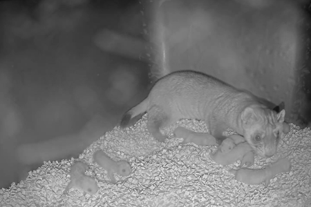 Black-Footed Ferret 01 (6_2_2025 8_47_21 AM EDT).png
