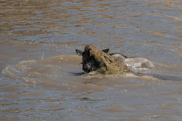 Wildebeest in the jaws of a crocodile thumbnail