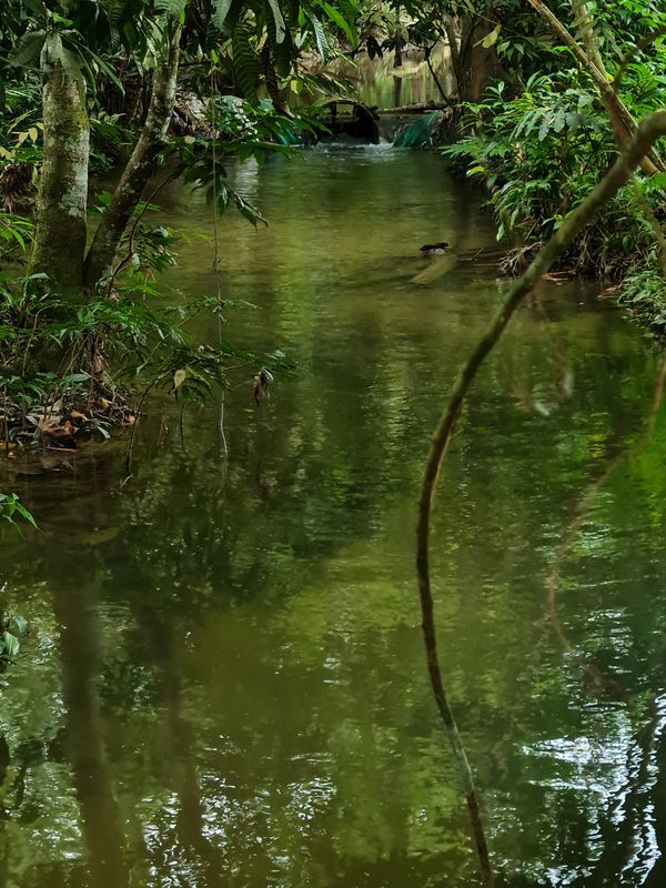 A colorful stream in the jungle with slow flowing water. thumbnail