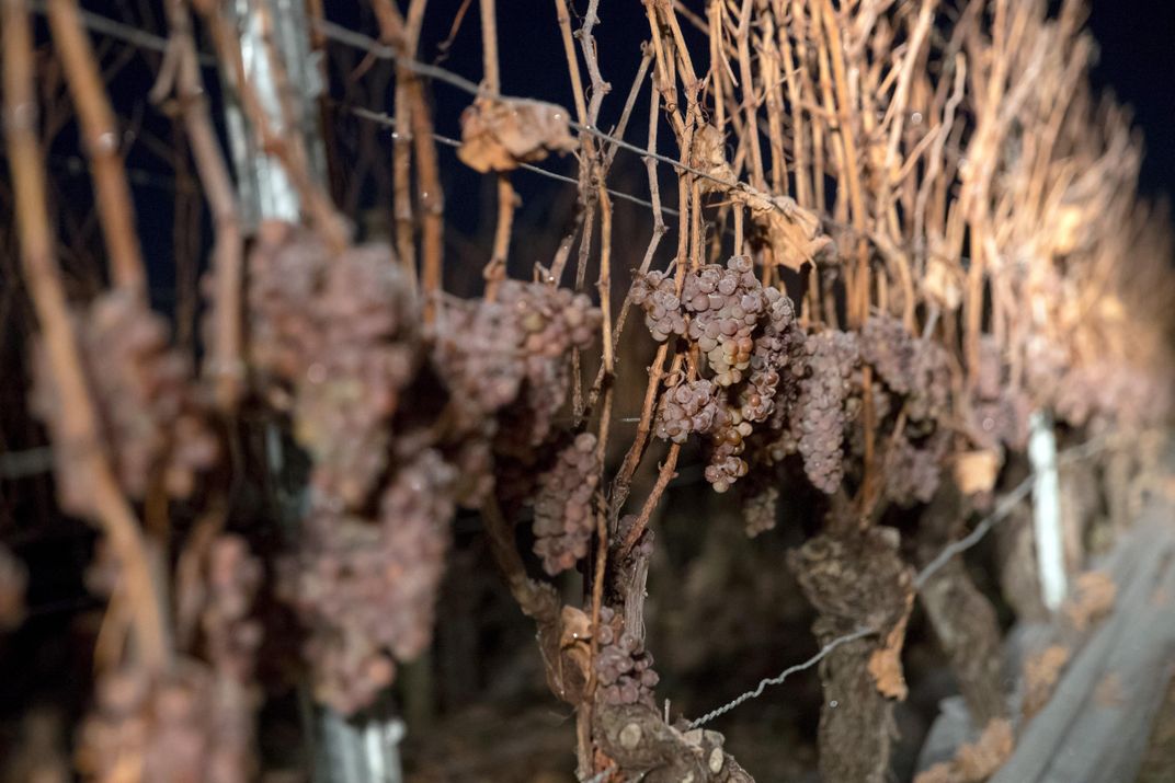 Frost-covered silvaner grapes hang on the vine 