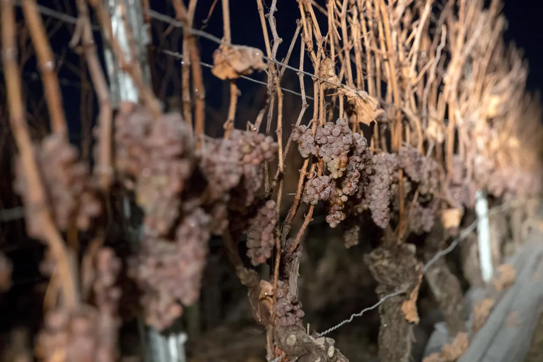 Frost-covered silvaner grapes hang on the vine 